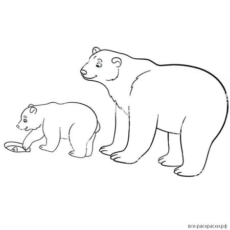 Белый медведь раскраска для детей