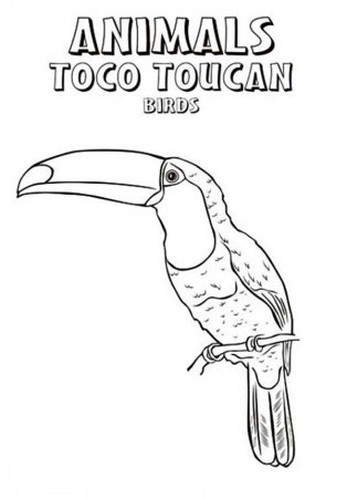 Тукан эскиз