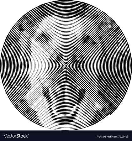 Портрет из спиральной линии