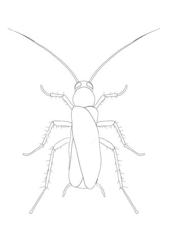Таракан раскраска