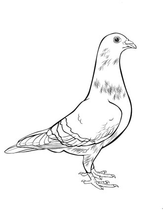 Птицы. Раскраска