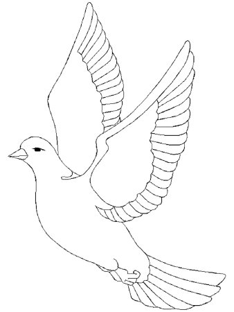 Птицы. Раскраска