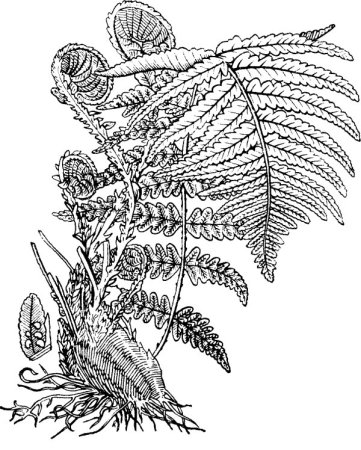 Папоротник орляк