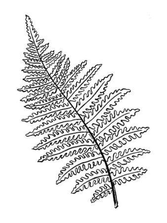 Папоротник Щитовник раскраска