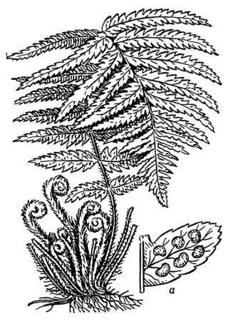 Папоротник (Polypodiophyta)