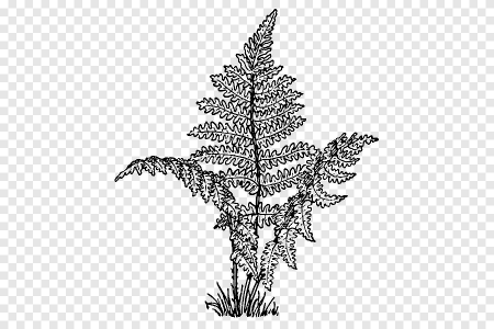 Папоротник РАСКРАСКАРАСКРАСКА