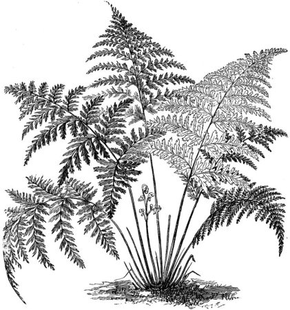 Папоротник чб