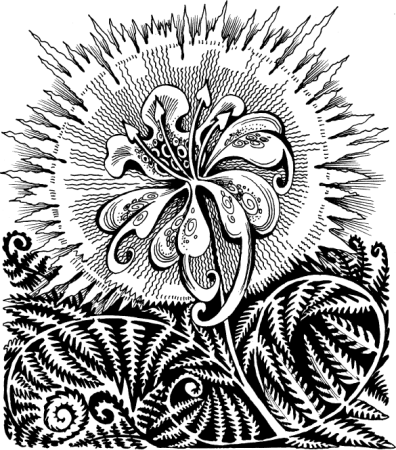 Раскраска папоротник нефролепис