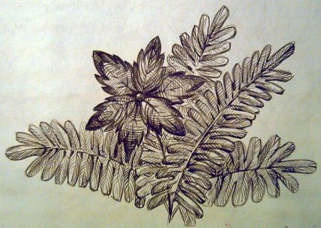 Лист папоротника раскраска