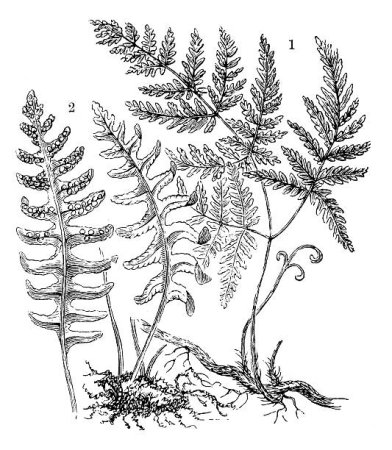 Лист папоротника эскиз