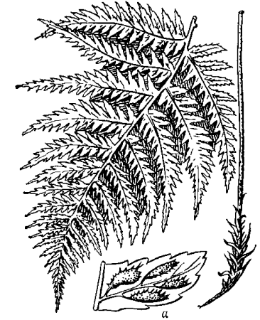 Страусник обыкновенный
