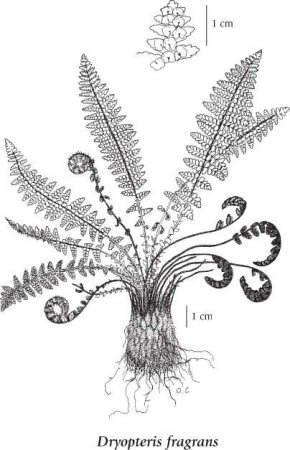Папоротник Щитовник рисунок