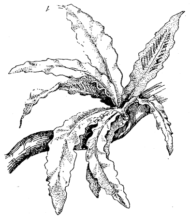 Лист папоротника гравюра