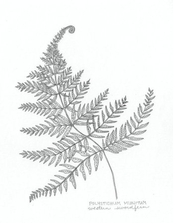 Асплениум папоротник рисунок