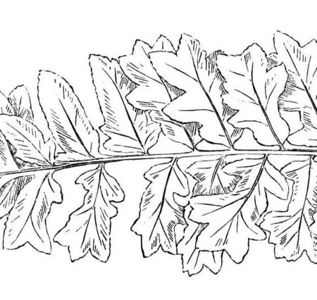 Папоротник разукрашка