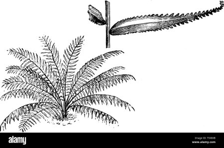 Лист папоротника раскраска