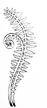 Папоротник контур