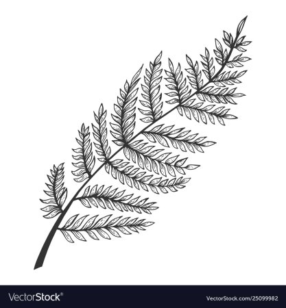 Лист папоротника эскиз