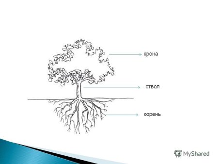 Строение дерева схема