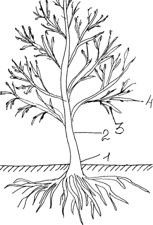 Части дерева и кустарника