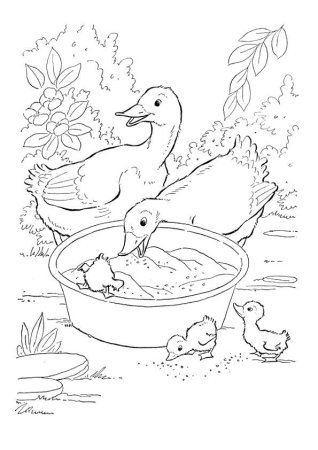 Утенок раскраска