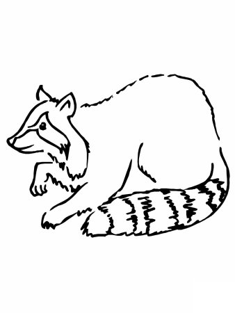 Енот рисунок