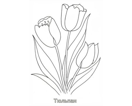 Тюльпан раскраска