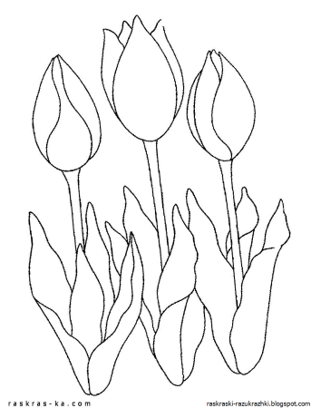 Тюльпан Шренка раскраска