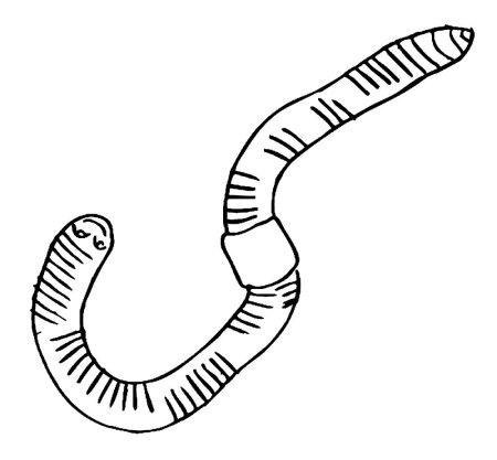 Раскраска Земляной червь