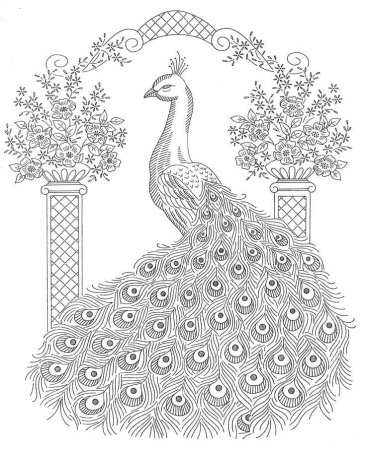 Павлины раскраска