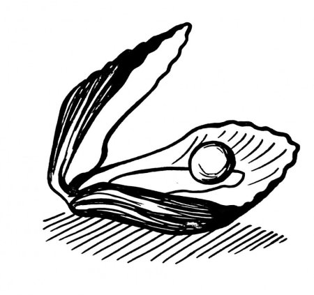 Ракушка с жемчужиной рисунок карандашом