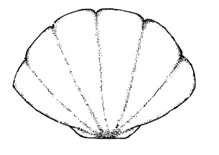 Жемчужина в раковине эскиз
