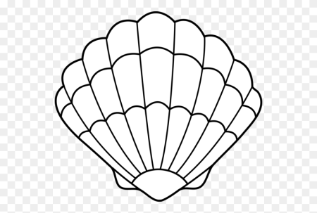 Ракушка черно белая