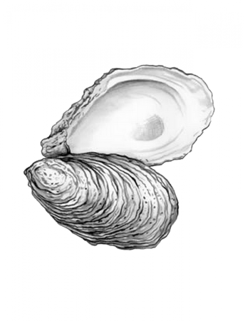 Раскраска Ракушка с жемчужиной