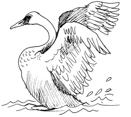 Лебедь раскраска
