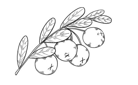 Клюква раскраска