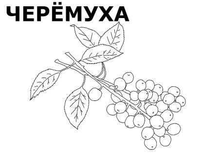 Иллюстрация к произведению Есенина черемуха