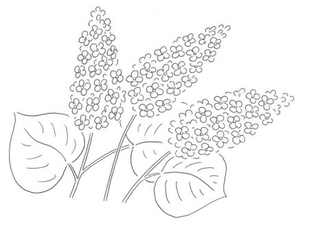 Сирень рисунок