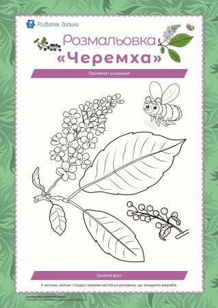 Сирень раскраска