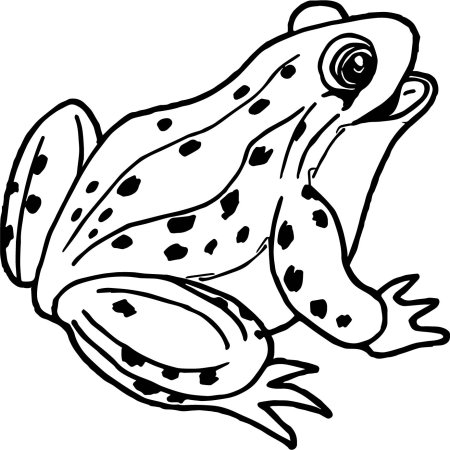 Лягушка раскраска