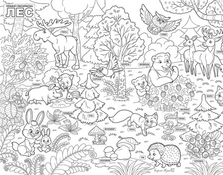 Раскраска животные леса