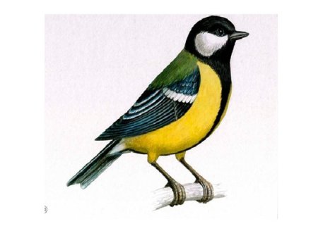 Синичка в детский сад