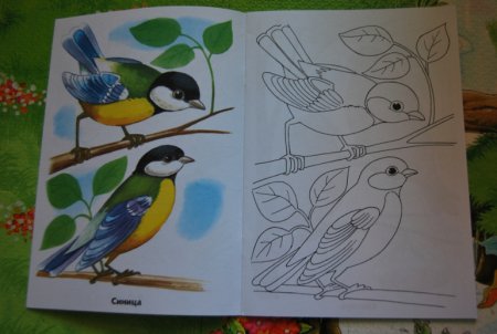 Птицы раскраска цветная