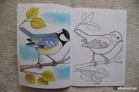 Синица раскраска для малышей