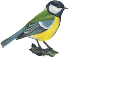 Синичка картинка для детей