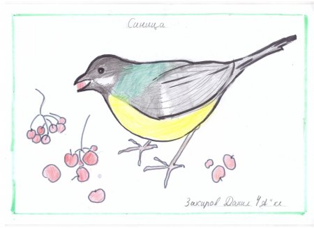 Поэтапное рисование птицы синицы