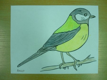 Рисование птицы синицы