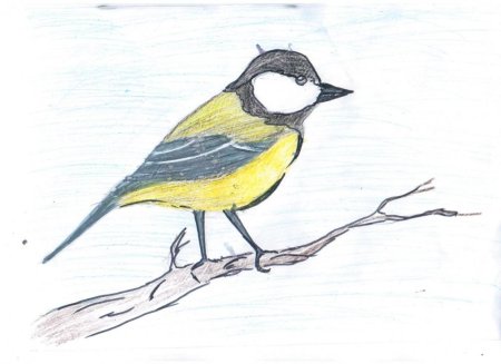 Зимующие птицы по точкам