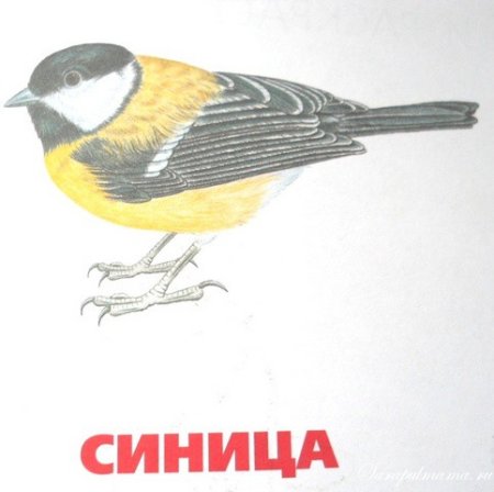 Синичка для печати