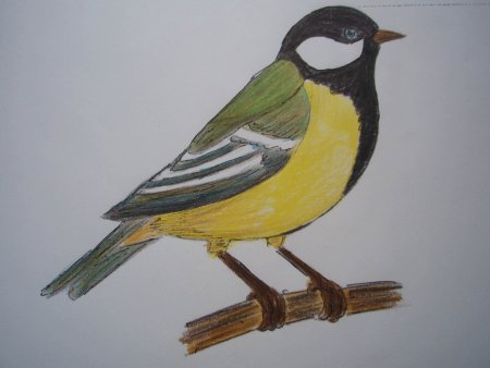 Рисование птиц по точкам